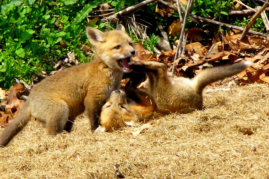 Fox Pups Tussling Photograph by J R Sanders - Fine Art America