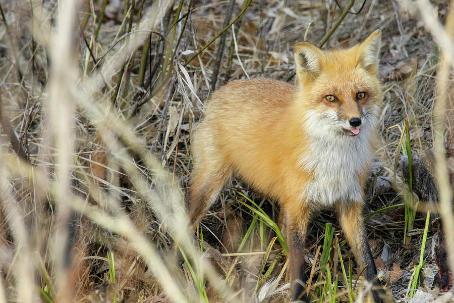 Fox Raspberries Photograph by Brook Burling