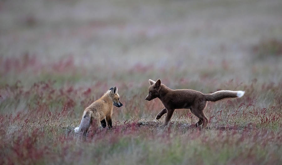 Fox Siblings at Dusk Photograph by Max Waugh
