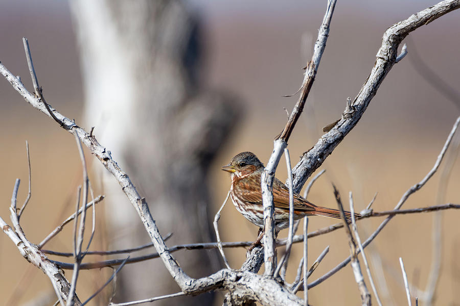 Fox Sparrow Photograph