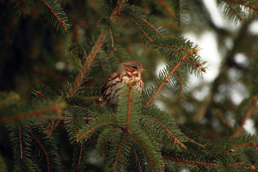 Fox Sparrow in profile Photograph by Laurie Lago Rispoli