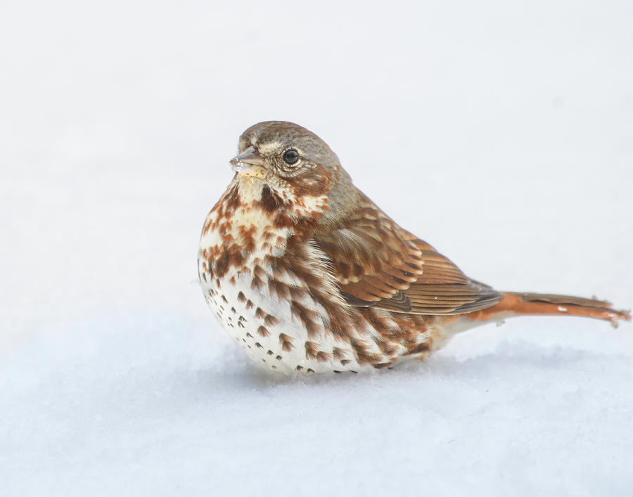 Fox Sparrow In Snow Photograph by Lara Ellis