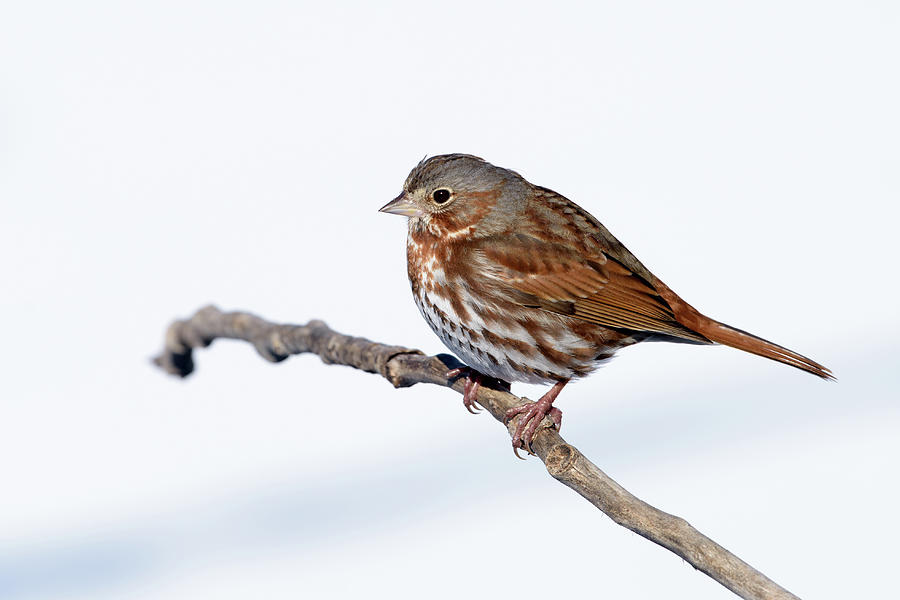 Fox Sparrow in winter Photograph by Jan Luit