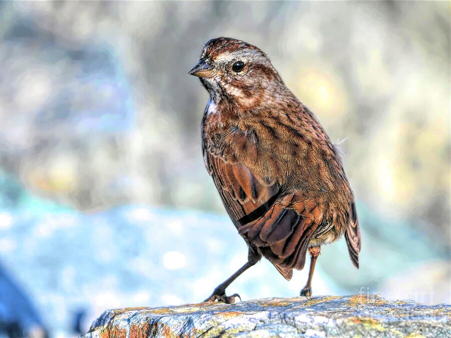 Sparrow Photograph - Fox Sparrow by Jennifer Jenson Sparrow Photograph - Fox Sparrow by Jennifer Jenson