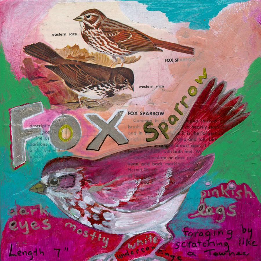 Fox Sparrow Mixed Media