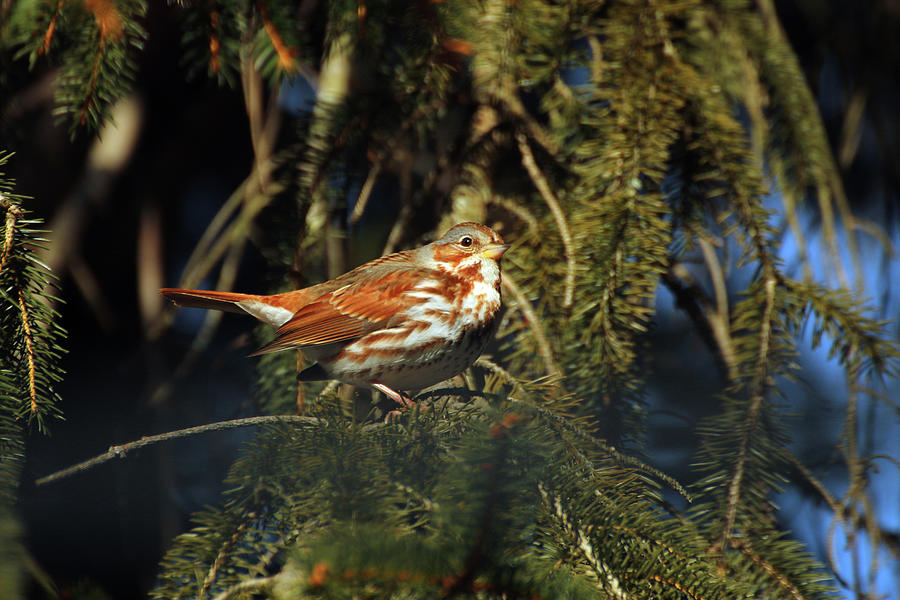 Fox Sparrow perched Photograph by Laurie Lago Rispoli