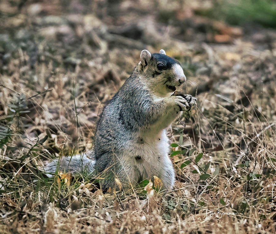 Fox Squirrel 8154 Photograph by Dan Beauvais
