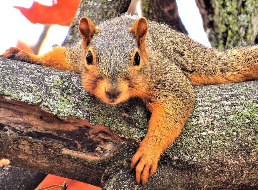 Fox Squirrel at Rest  Photograph by Lori Frisch