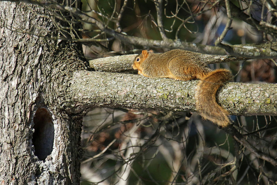 Fox Squirrel Photograph by Brook Burling