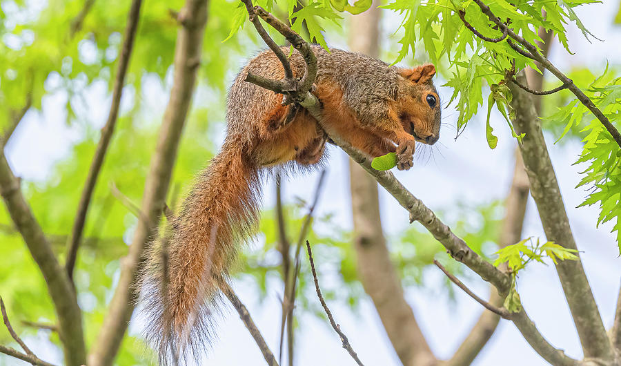 Nature Photograph - Fox Squirrel Climbing by Morris Finkelstein