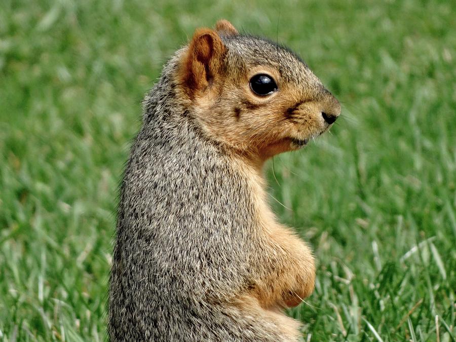 Fox Squirrel Close-Up Photograph by Susan Sam