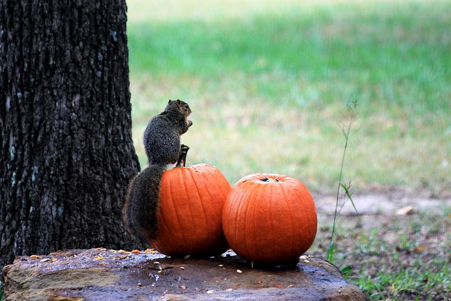 https://images.fineartamerica.com/images/artworkimages/mediumlarge/3/fox-squirrel-eating-pumpkin-les-classics.jpg