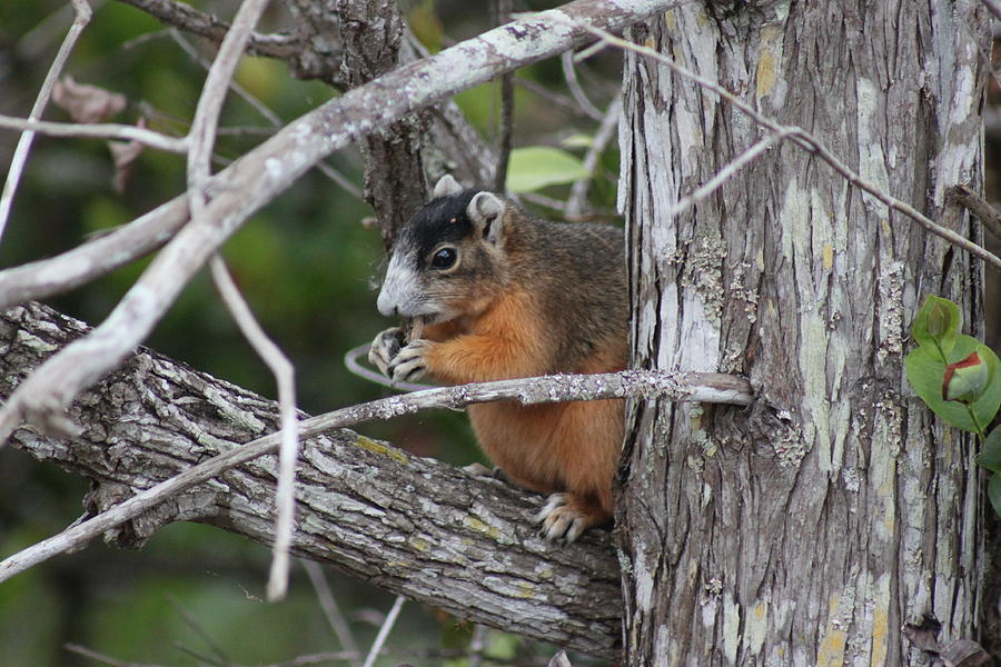 Fox Squirrel Photograph by Lindsey Floyd