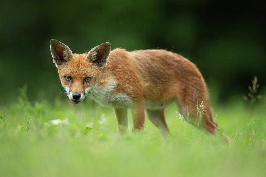 Fox stare Photograph by Kevin Sawford - Fine Art America