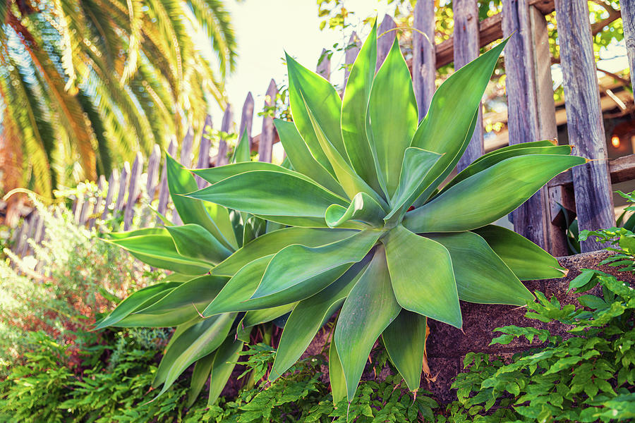 Fox Tail Agave 2 Photograph By Robert Greenwood