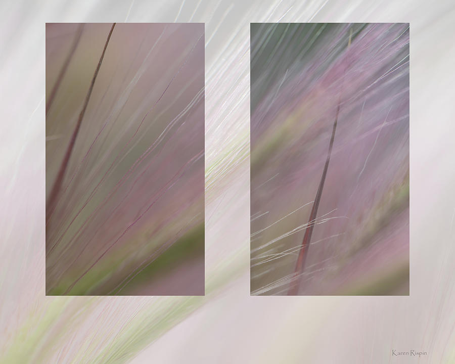 Abstract Photograph - Fox Tail by Phil And Karen Rispin