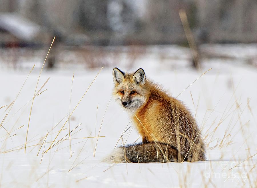 Fox Tails Photograph by Larry Young