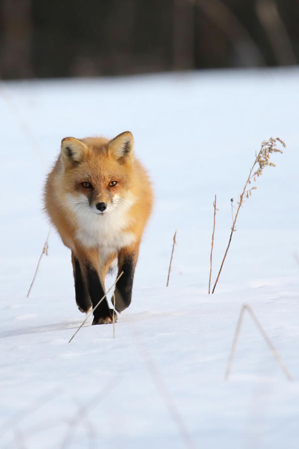 Fox Trot 2 Photograph by Brook Burling