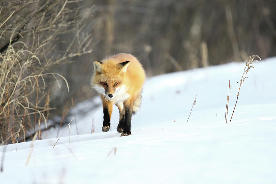 Fox Trot 4 Photograph by Brook Burling