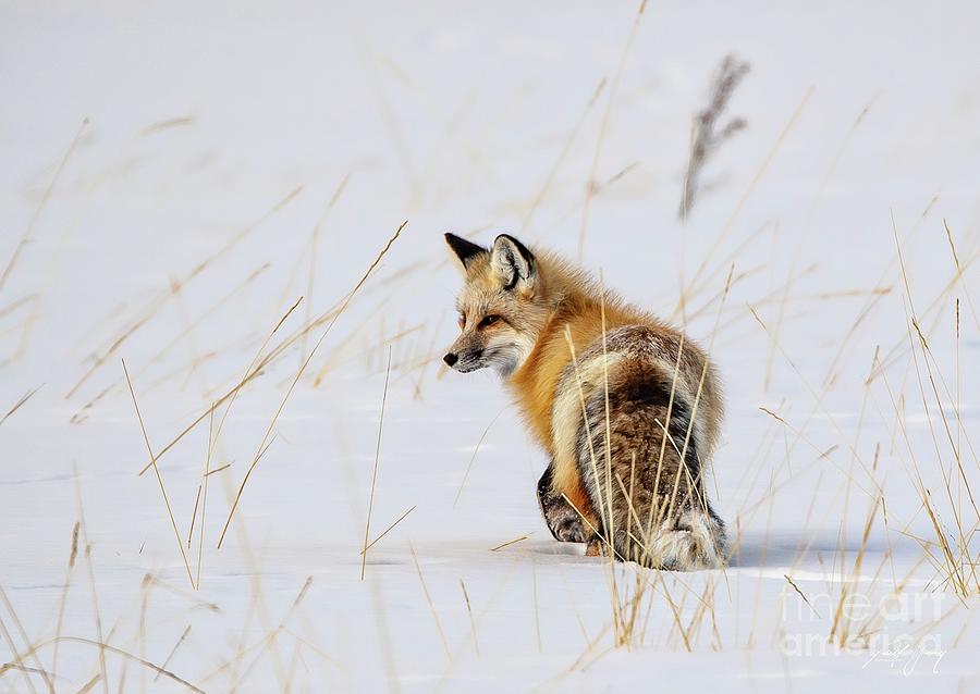 Fox Trot Photograph by Larry Young