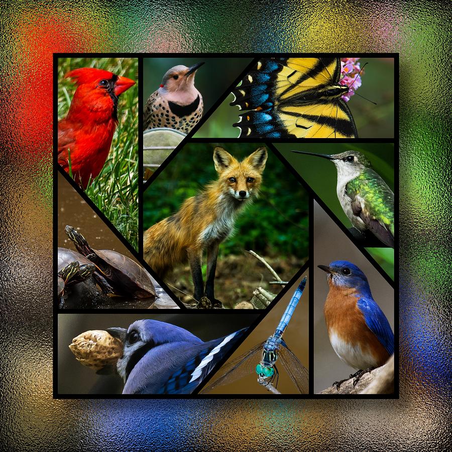 Fox, Wings, and Turtles Collage Photograph by Robert L Jackson Fox, Wings, and Turtles Collage Photograph by Robert L Jackson