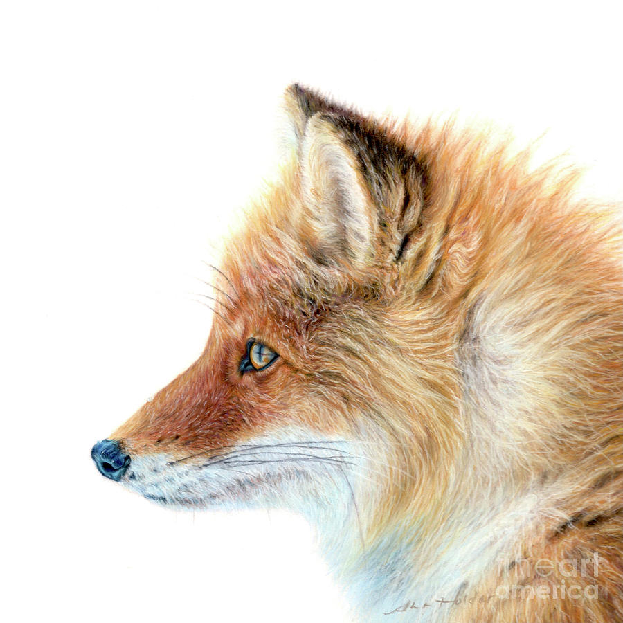 Fox With A Drip Painting by Ann Holder - Fine Art America