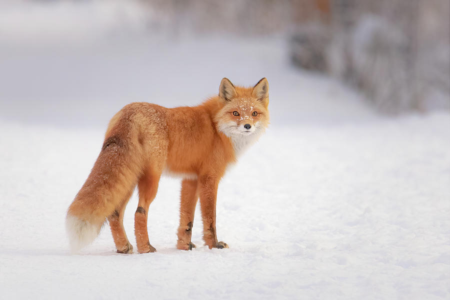 Fox with Snow Freckles Photograph by James Capo