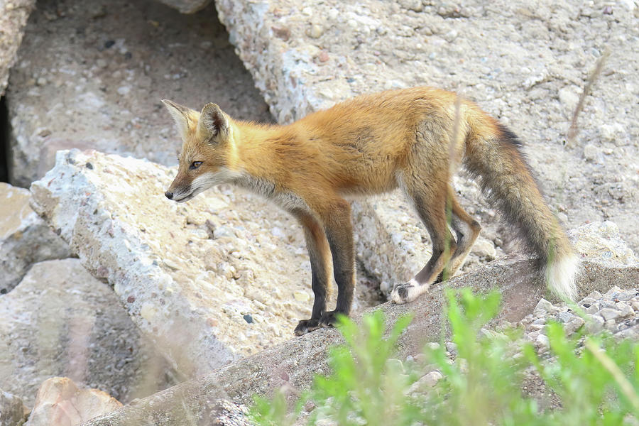Fox with White Feet Photograph by Brook Burling