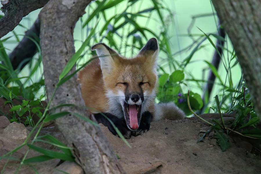 Fox Yawn Photograph by Brook Burling