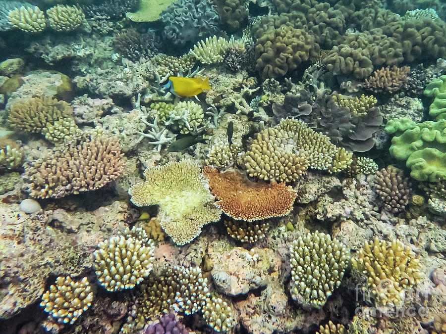 Foxface Rabbitfish and Coral Reef Colors Photograph by Bob Phillips