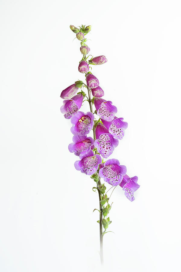 Foxglove Photograph By Anne Haile - Fine Art America