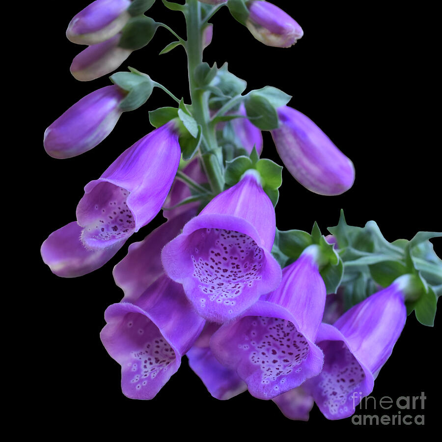 Foxglove - Digitalis purpurea Photograph by Yvonne Johnstone
