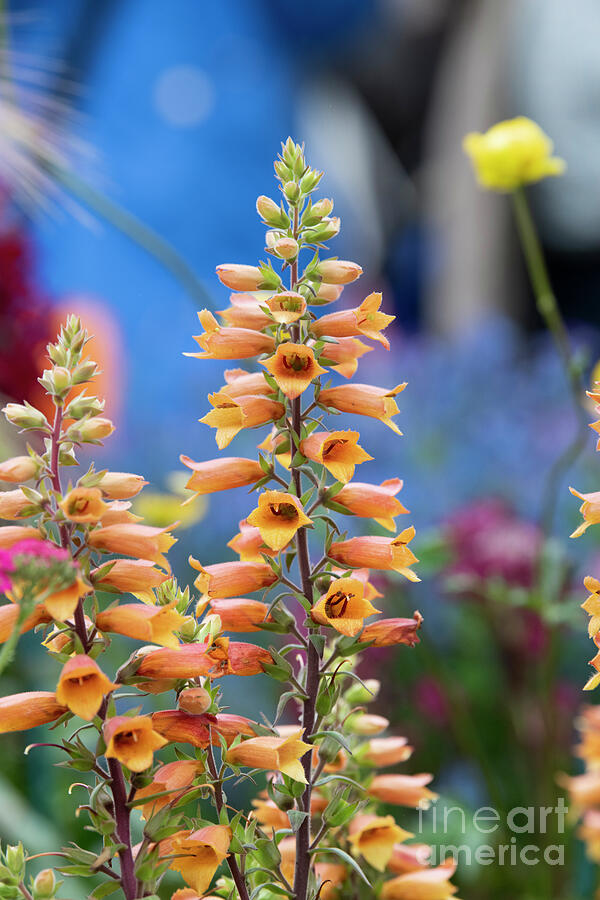 Foxglove Firecracker Photograph by Tim Gainey Foxglove Firecracker Photograph by Tim Gainey