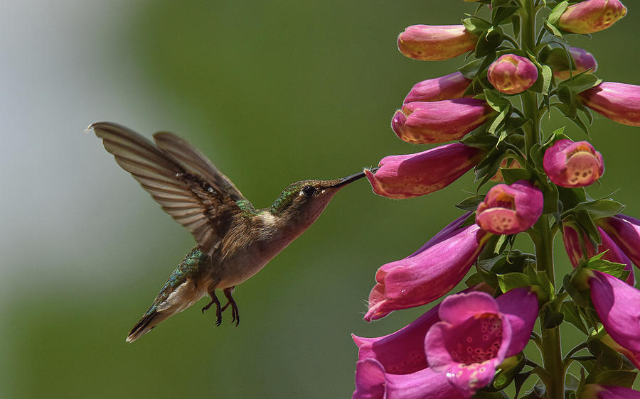 Foxglove Hummingbird Photograph by Daniel Riddle Pixels