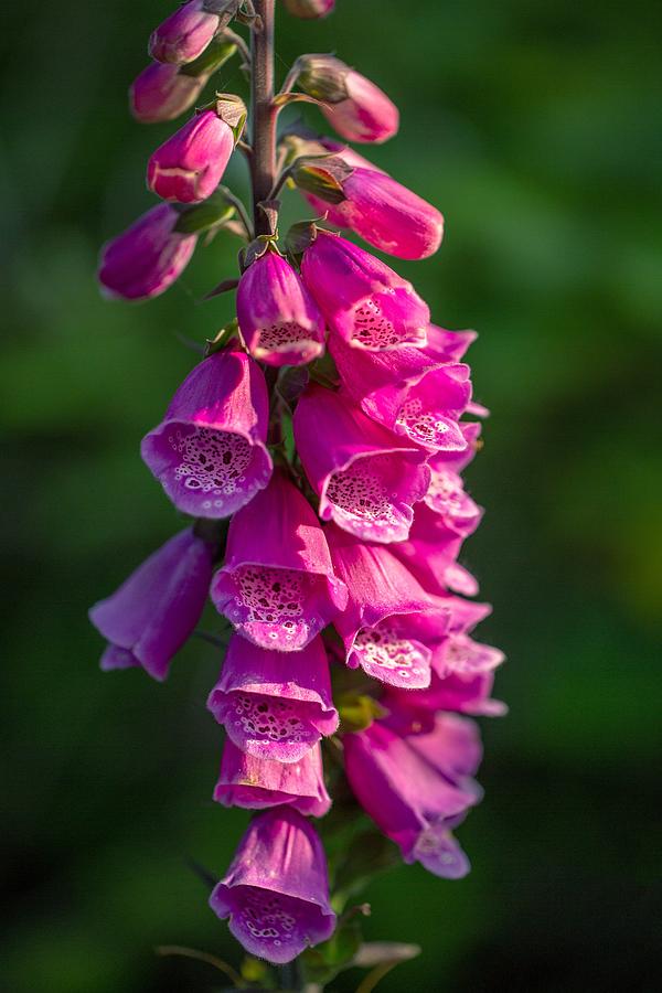 Foxglove Photograph by Tom Grubbe
