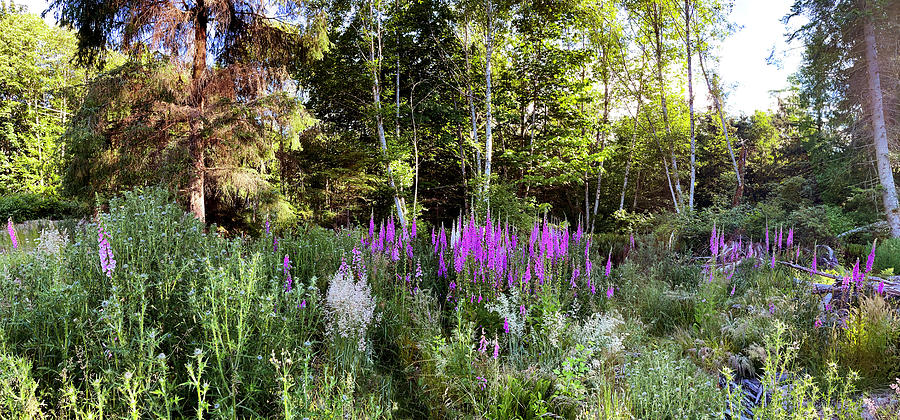 Foxgloves and Forest Panorama - Qualicum Beach Photograph by Peggy Collins