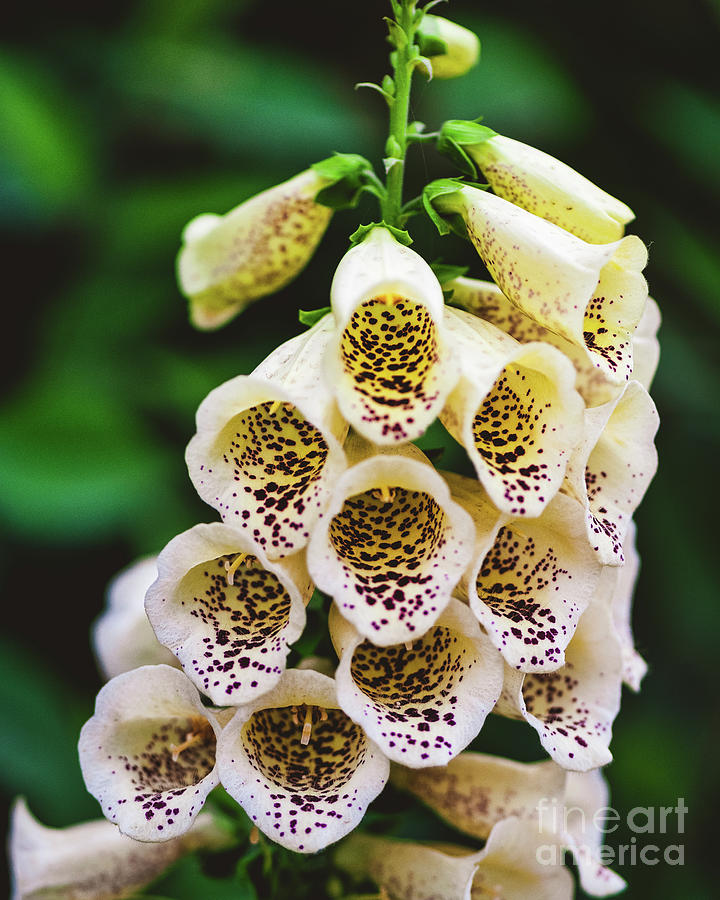Foxglove Digitalis Purpurea Dalmatian Cream Photograph by Abigail Diane Photography