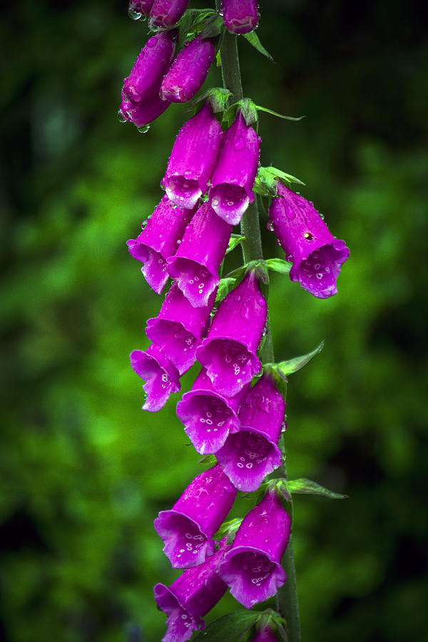 Foxgloves Flowers Photograph by Gregoria Gregoriou Crowe fine art and creative photography.