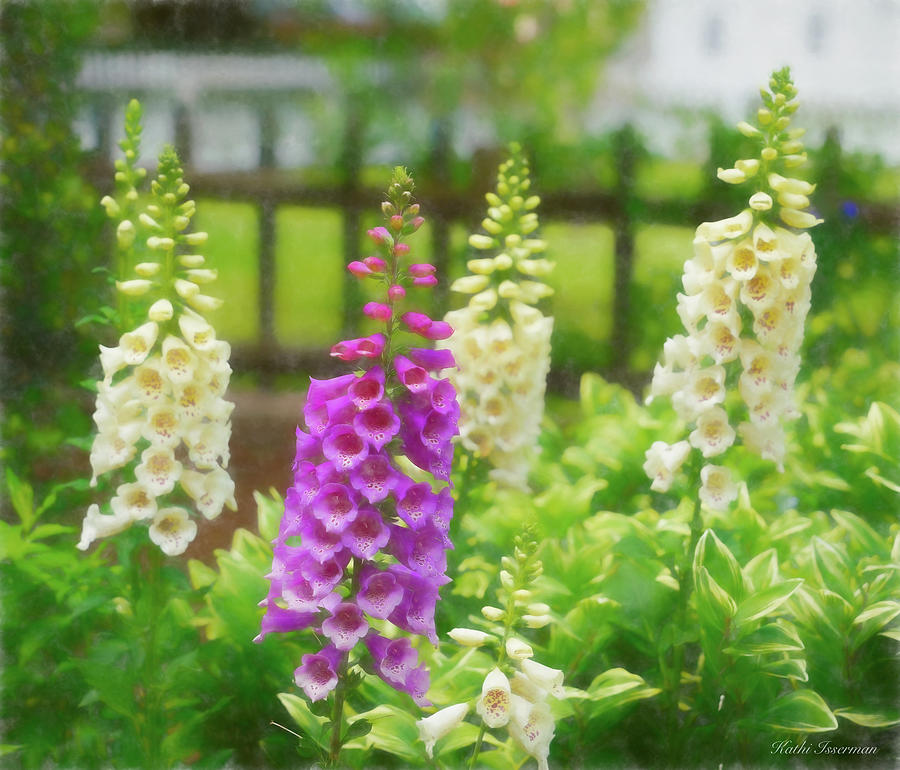 Foxgloves in Spring Photograph by Kathi Isserman Foxgloves in Spring Photograph by Kathi Isserman