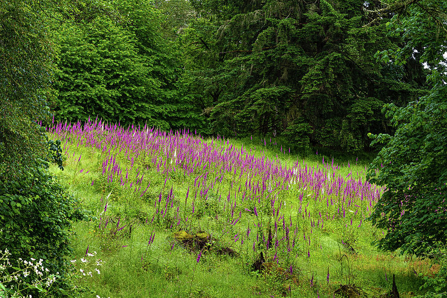 Foxgloves in the clearing Photograph by Ulrich Burkhalter