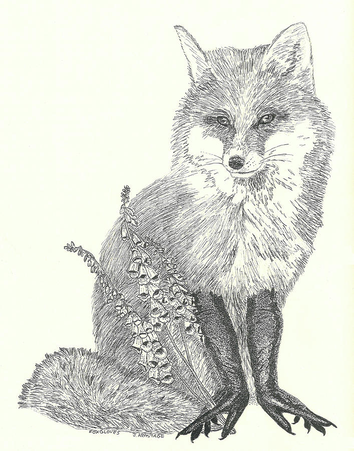 Foxgloves Drawing by Jenny Armitage