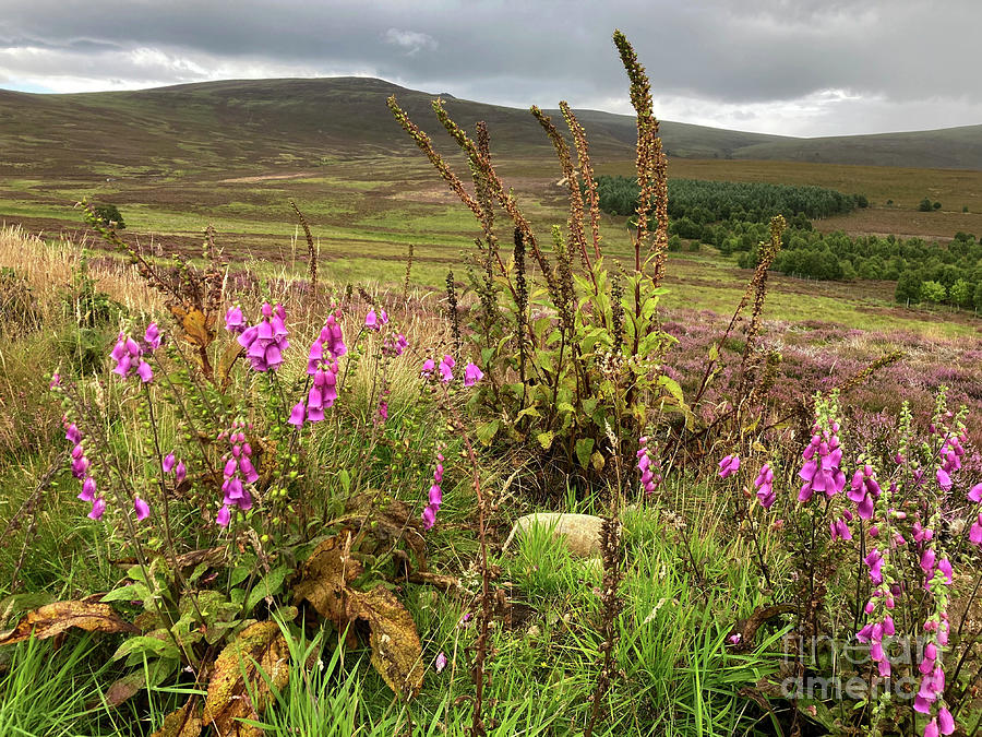Foxgloves on the moor  Photograph by Phil Banks