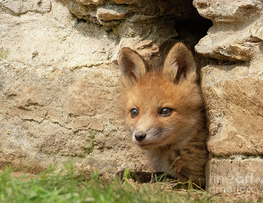 Foxy New Day Photograph by Chris Scroggins