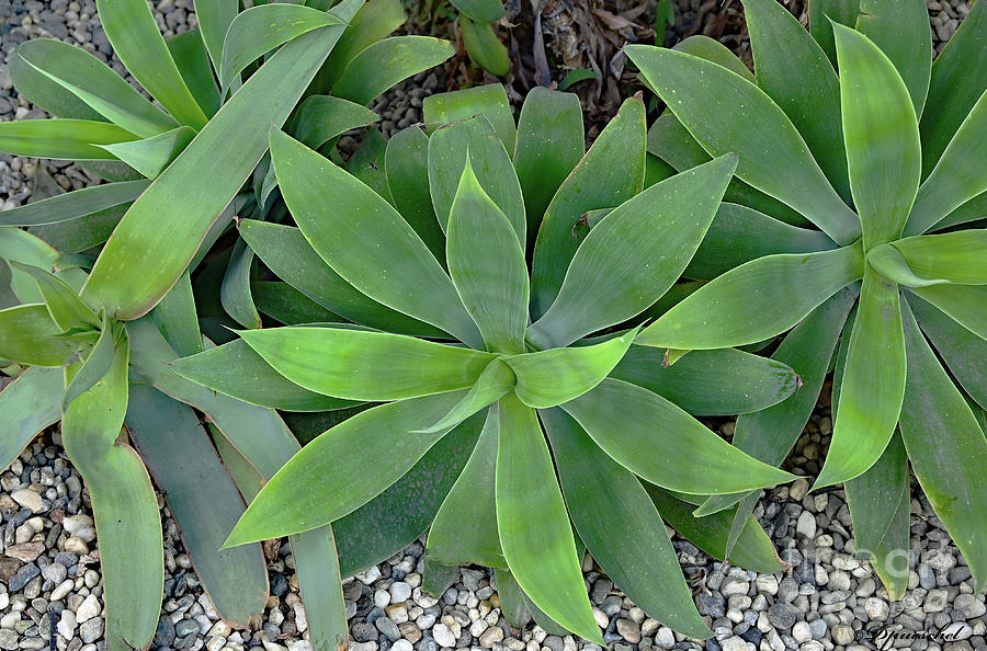 Foxtail Agave Photograph by Debby Pueschel