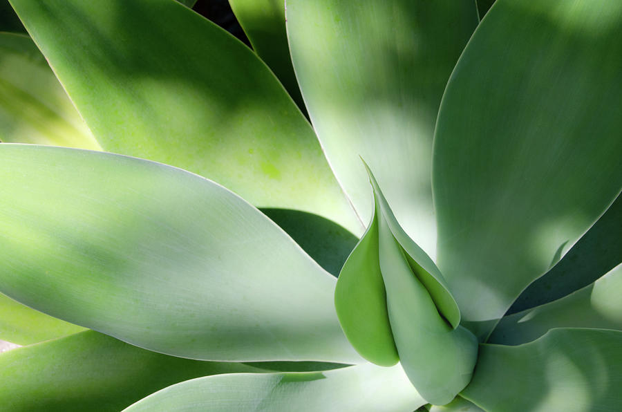Foxtail Agave 3 Photograph by Julie Palencia