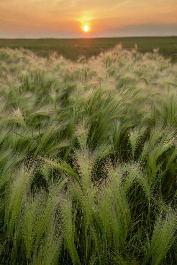 Foxtail Barley at Sunset Photograph by AJ Dahm