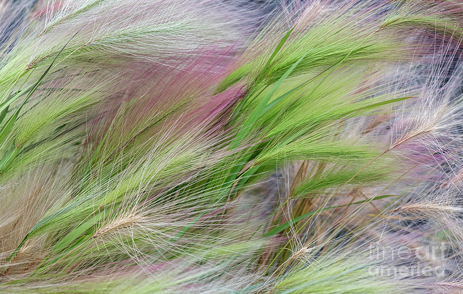 Abstract Photograph - Foxtail Barley Grass Abstract by Tim Gainey