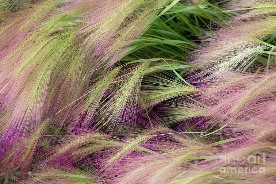 Abstract Photograph - Foxtail Barley Grass Pattern by Tim Gainey