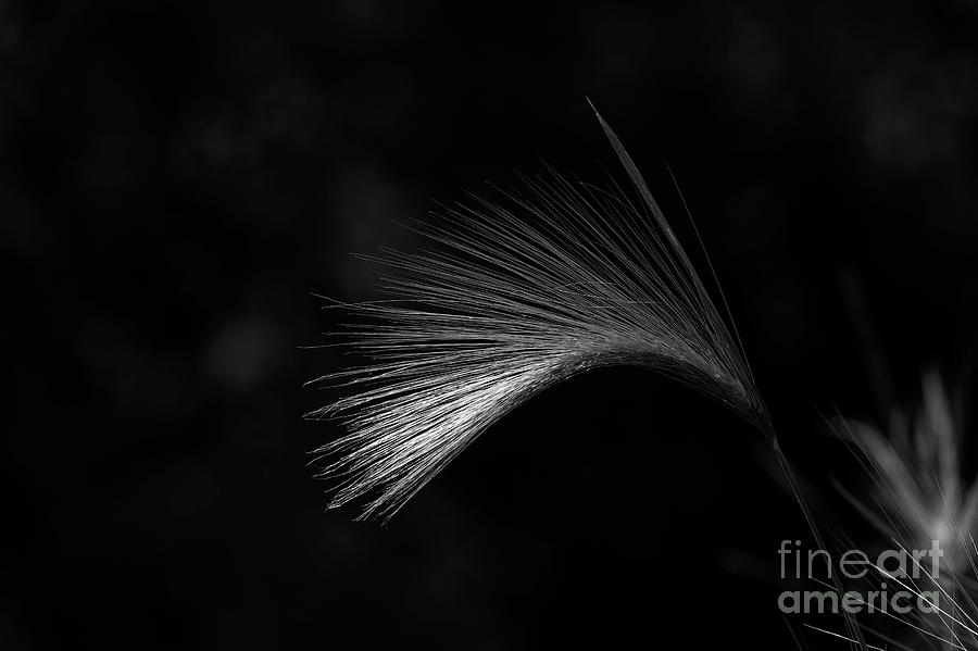 Foxtail Barley in Sunlight Monochrome Photograph by Tim Gainey