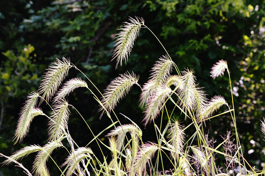 Foxtail Grass Shining In The Sun Photograph